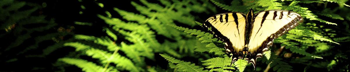 Swallowtail Butterfly