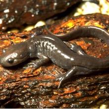 Jefferson Salamander - photo credit Wikipedia