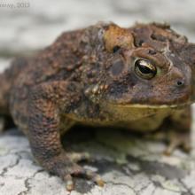 American Toad