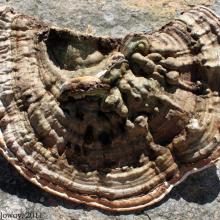 Ganoderma applanatum
