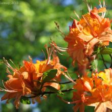 Rhododendron calendulaceum