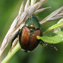 Japanese Beetle