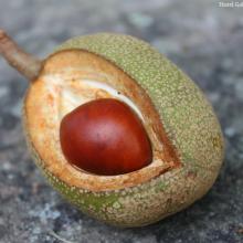Yellow Buckeye