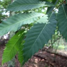 Castanea dentata