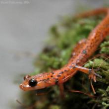 Cave Salamander