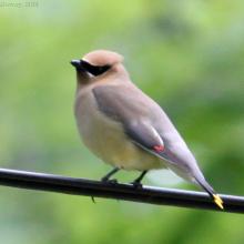 Cedar Waxwing