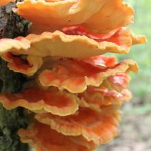 Chicken of the Woods
