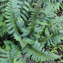 Polystichum acrostichoides