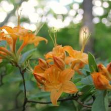 Flame & Roseshell Azaleas