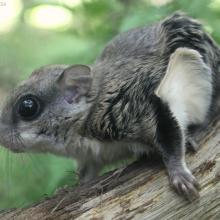Glaucomys volans volans