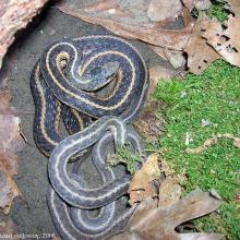 Thamnophis sirtalis sirtalis