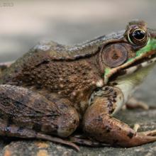 Green Frog