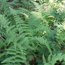 Dennstaedtia punctilobula