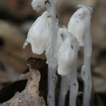 Indian Pipe