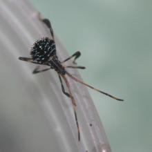 Leaf-footed Bug Nymph