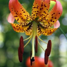 Lilium superbum