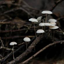 Marasmius rotula