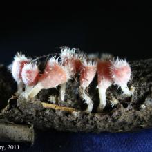 Cup Fungi