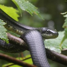 Black Rat Snake