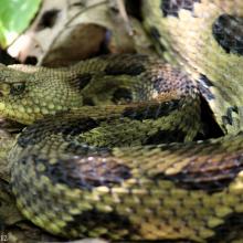 Crotalus horridus