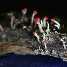 Lichens