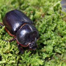 Xyloryctes jamaicensis