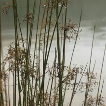 Juncus effusus