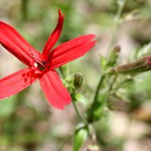 Silene virginica