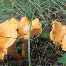 Smooth Chanterelle