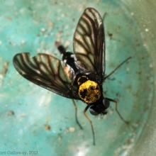 Chrysopilus thoracicus