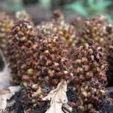 Conopholis americana