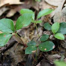 Gaultheria procumbens