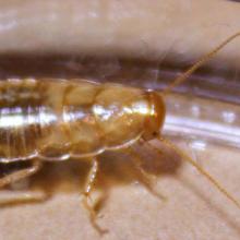 Wood Roach
