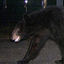 American Black Bear