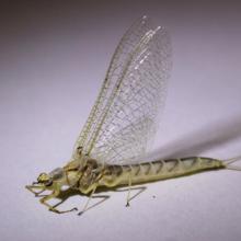 Hexagenia Mayfly