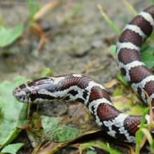 Milksnake