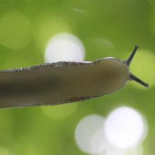 Mantleslug