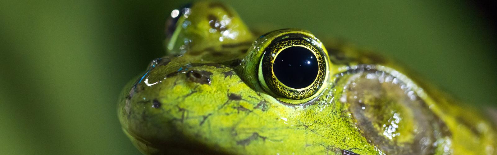 American bullfrog, photo by Jonathan Drescher-Lehman