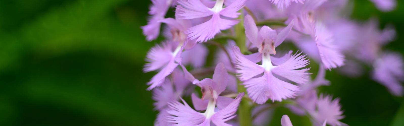 purple fringed orchid