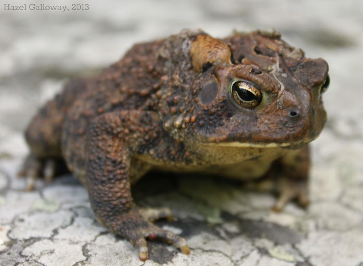 American Toad