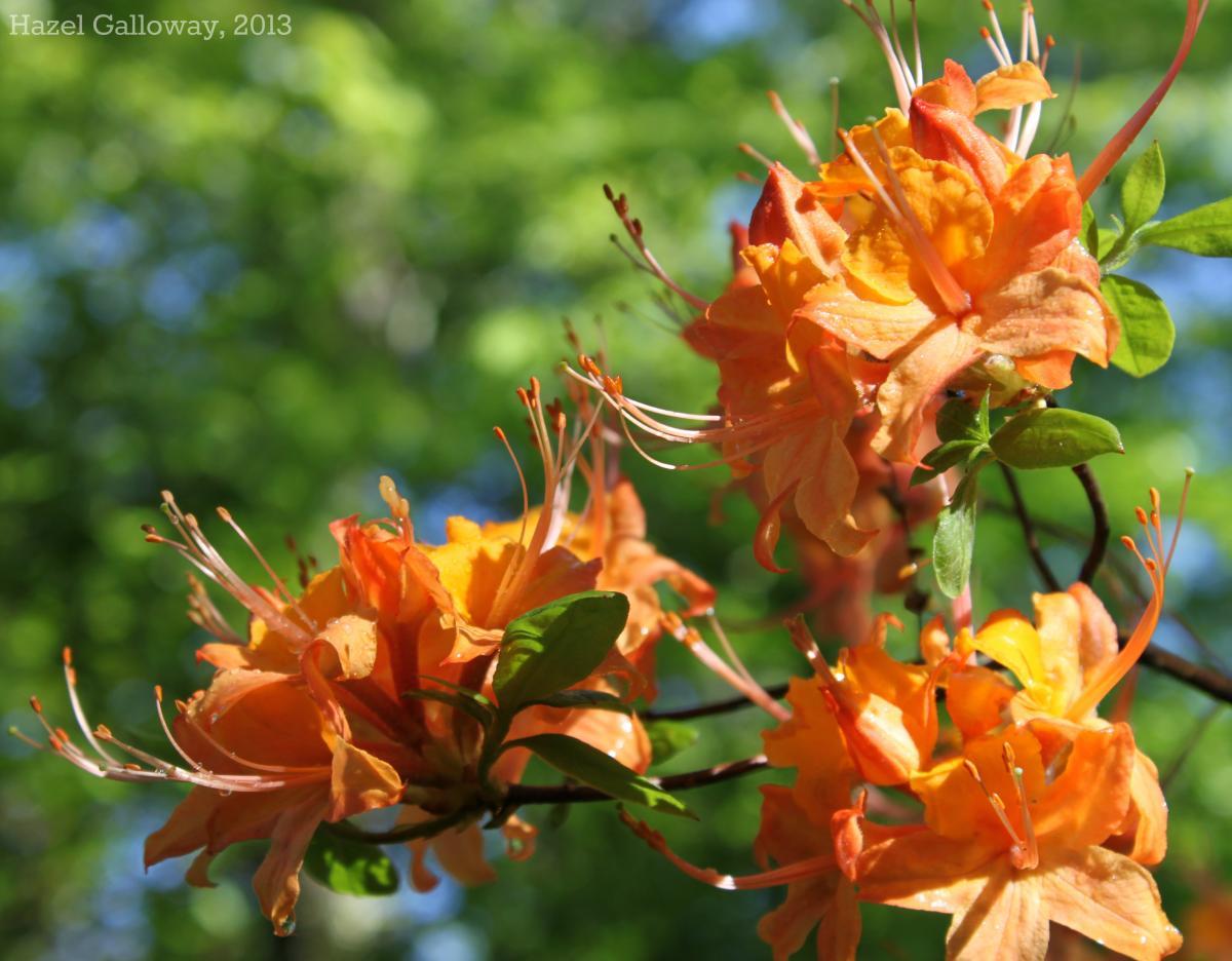 Rhododendron calendulaceum