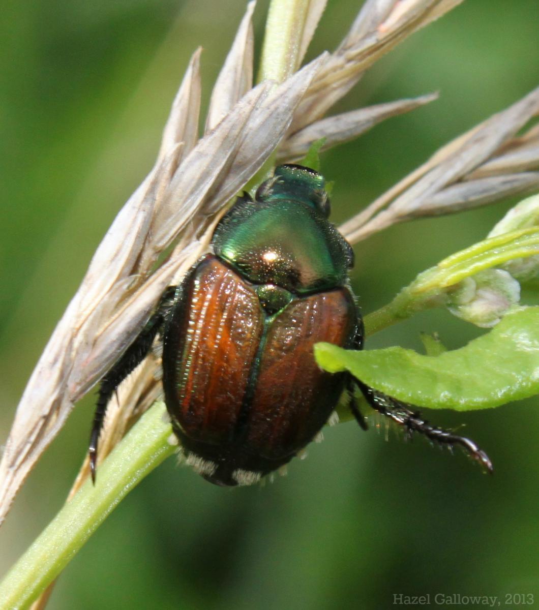 Japanese Beetle