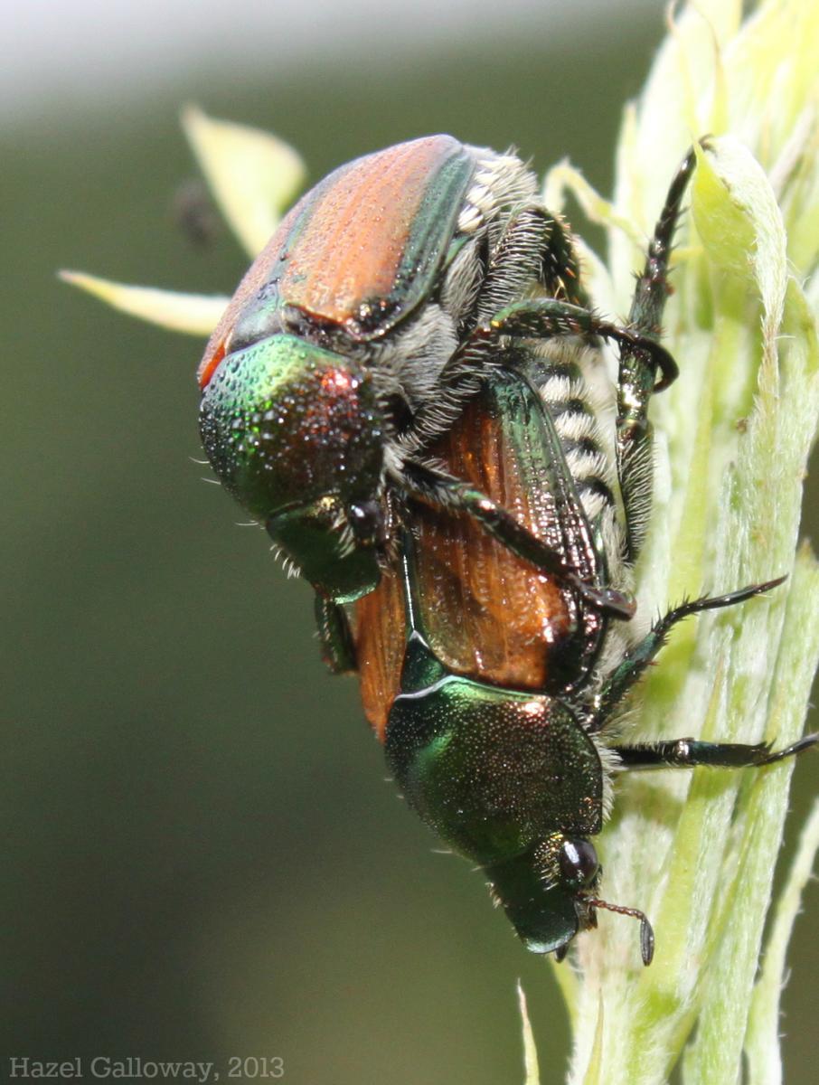 Japanese Beetle