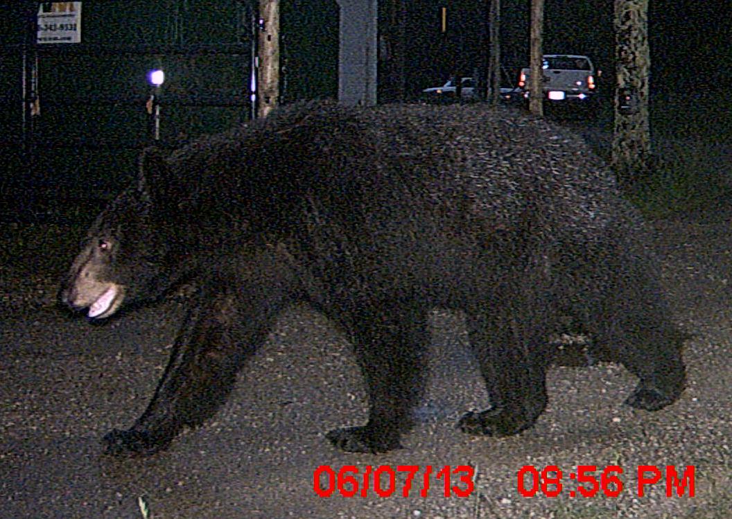 American Black Bear