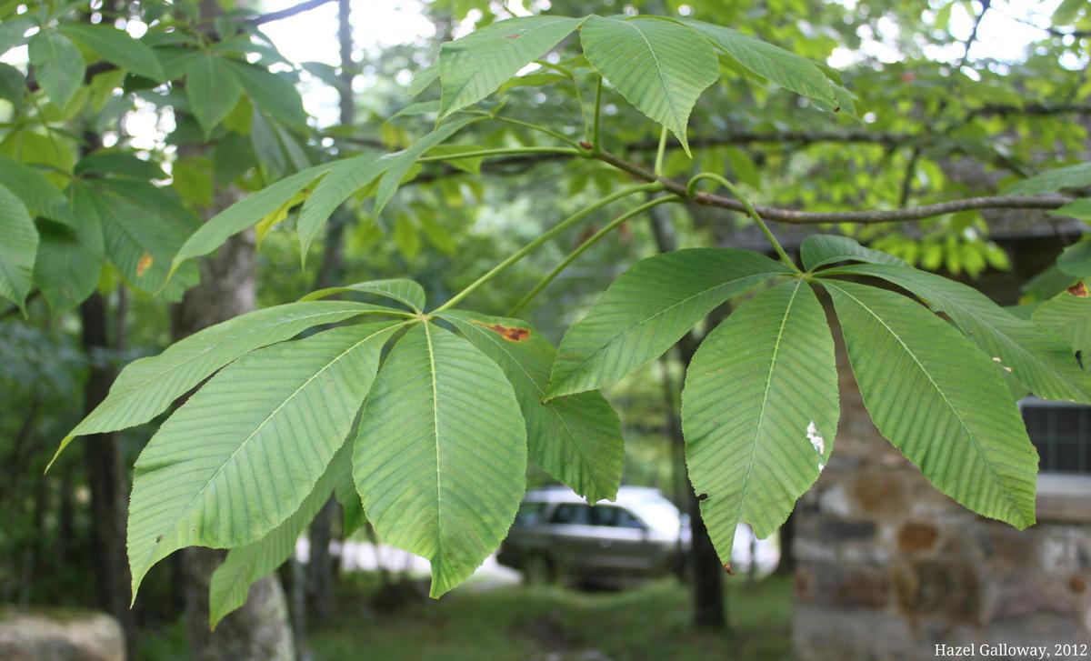 Buckeye leaves