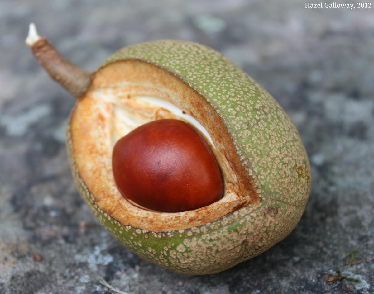 Yellow Buckeye