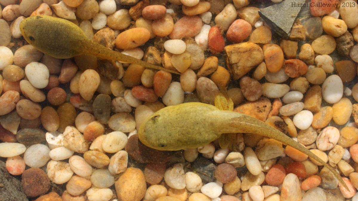 Bullfrog Tadpoles