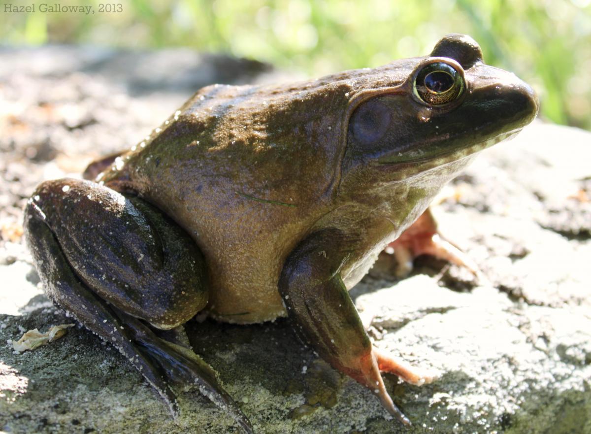 American Bullfrog