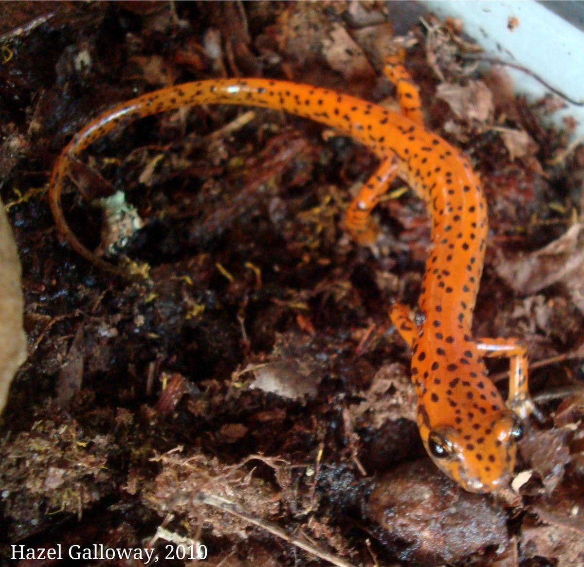 Eurycea lucifuga