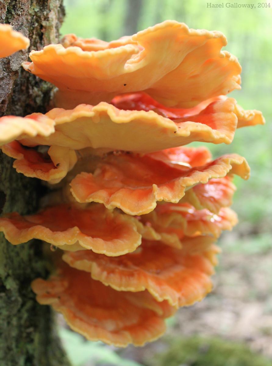 Chicken of the Woods